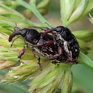 Aoplocnemis rufipes at Bibbenluke Common - 9 Dec 2023