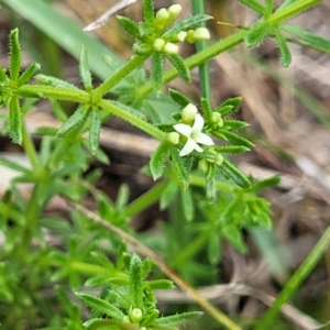 Asperula conferta at Bibbenluke Common - 9 Dec 2023 11:20 AM