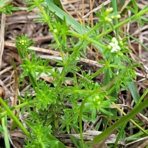 Asperula conferta at Bibbenluke Common - 9 Dec 2023