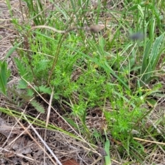 Asperula conferta at Bibbenluke Common - 9 Dec 2023