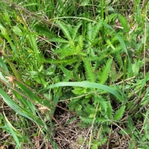 Potentilla recta at Bibbenluke Common - 9 Dec 2023