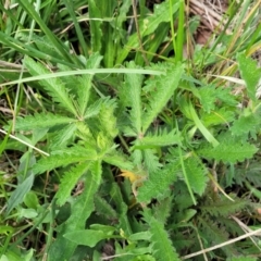 Potentilla recta at Bibbenluke Common - 9 Dec 2023