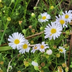 Brachyscome ciliaris var. ciliaris (Bushy Cut-leaf Daisy) at Bibbenluke Common - 9 Dec 2023 by trevorpreston