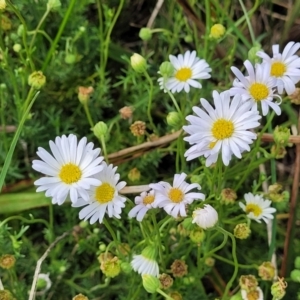 Brachyscome ciliaris var. ciliaris at Bibbenluke Common - 9 Dec 2023