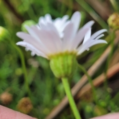 Brachyscome ciliaris var. ciliaris at Bibbenluke Common - 9 Dec 2023 11:19 AM