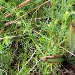 Brachyscome ciliaris var. ciliaris at Bibbenluke Common - 9 Dec 2023 11:19 AM