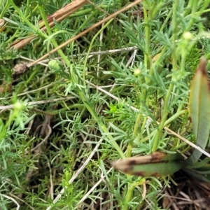 Brachyscome ciliaris var. ciliaris at Bibbenluke Common - 9 Dec 2023