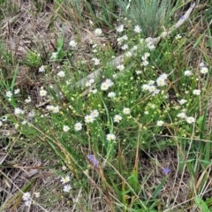 Brachyscome ciliaris var. ciliaris at Bibbenluke Common - 9 Dec 2023