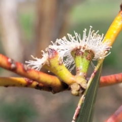 Eucalyptus pauciflora subsp. pauciflora at Bibbenluke Common - 9 Dec 2023