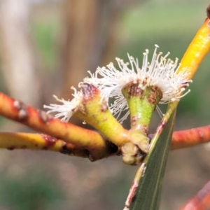 Eucalyptus pauciflora subsp. pauciflora at Bibbenluke Common - 9 Dec 2023 11:16 AM