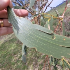 Eucalyptus pauciflora subsp. pauciflora at Bibbenluke Common - 9 Dec 2023 11:16 AM