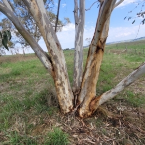 Eucalyptus pauciflora subsp. pauciflora at Bibbenluke Common - 9 Dec 2023