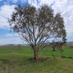 Eucalyptus pauciflora subsp. pauciflora at Bibbenluke Common - 9 Dec 2023 11:16 AM