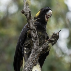 Zanda funerea (Yellow-tailed Black-Cockatoo) at Micalong Gorge - 8 Dec 2023 by Wildlifewarrior80
