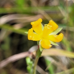 Hypericum gramineum at Bibbenluke Common - 9 Dec 2023 11:13 AM