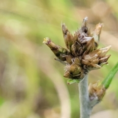 Euchiton japonicus (Creeping Cudweed) at Bibbenluke Common - 9 Dec 2023 by trevorpreston