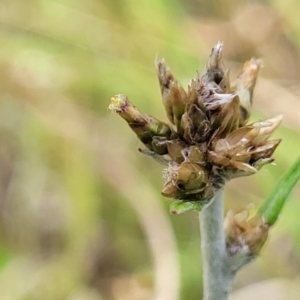 Euchiton japonicus at Bibbenluke Common - 9 Dec 2023