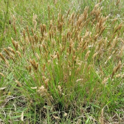 Anthoxanthum odoratum (Sweet Vernal Grass) at Bibbenluke Common - 9 Dec 2023 by trevorpreston