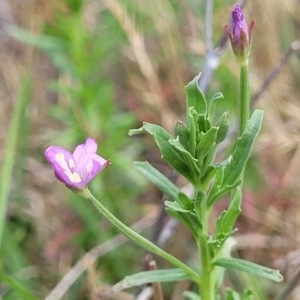 Epilobium billardiereanum subsp. cinereum at Bibbenluke Common - 9 Dec 2023