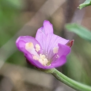 Epilobium billardiereanum subsp. cinereum at Bibbenluke Common - 9 Dec 2023