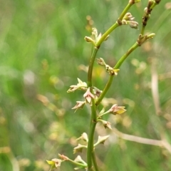 Rumex dumosus (Wiry Dock) at Bibbenluke Common - 9 Dec 2023 by trevorpreston