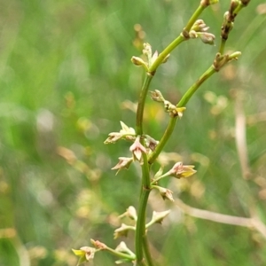 Rumex dumosus at Bibbenluke Common - 9 Dec 2023 11:09 AM