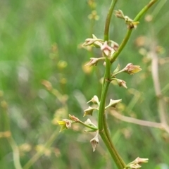 Rumex dumosus at Bibbenluke Common - 9 Dec 2023 11:09 AM