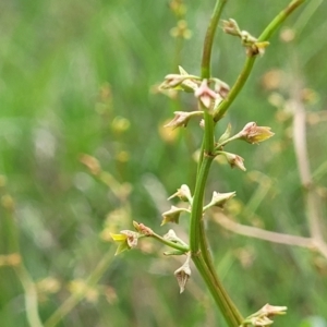 Rumex dumosus at Bibbenluke Common - 9 Dec 2023 11:09 AM