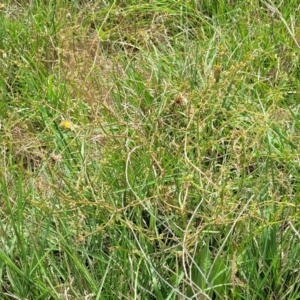 Rumex dumosus at Bibbenluke Common - 9 Dec 2023