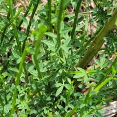 Cytisus scoparius subsp. scoparius at Bibbenluke Common - 9 Dec 2023 11:08 AM