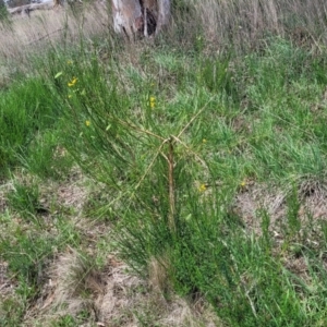 Cytisus scoparius subsp. scoparius at Bibbenluke Common - 9 Dec 2023 11:08 AM