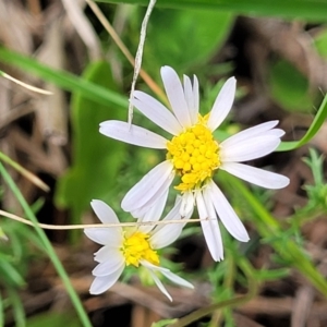 Brachyscome ciliaris var. ciliaris at Bibbenluke Common - 9 Dec 2023 11:07 AM