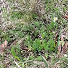 Brachyscome ciliaris var. ciliaris at Bibbenluke Common - 9 Dec 2023 11:07 AM