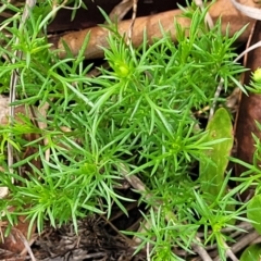 Brachyscome ciliaris var. ciliaris at Bibbenluke Common - 9 Dec 2023