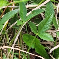 Cullen microcephalum at Bibbenluke Common - 9 Dec 2023 11:06 AM