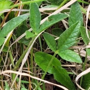 Cullen microcephalum at Bibbenluke Common - 9 Dec 2023 11:06 AM