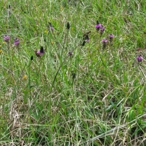 Cullen microcephalum at Bibbenluke Common - 9 Dec 2023