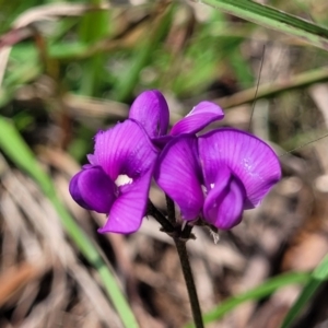 Swainsona sericea at Bibbenluke Common - 9 Dec 2023 11:05 AM