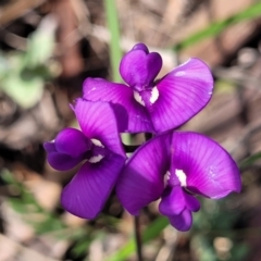 Swainsona sericea at Bibbenluke Common - 9 Dec 2023 11:05 AM