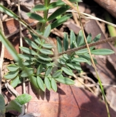 Swainsona sericea at Bibbenluke Common - 9 Dec 2023 11:05 AM