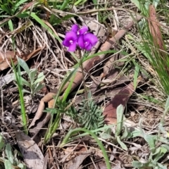 Swainsona sericea at Bibbenluke Common - 9 Dec 2023 11:05 AM