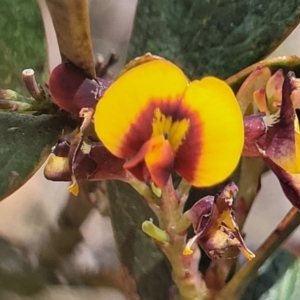 Daviesia mimosoides subsp. mimosoides at Bibbenluke Common - 9 Dec 2023