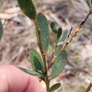 Daviesia mimosoides subsp. mimosoides at Bibbenluke Common - 9 Dec 2023 11:04 AM