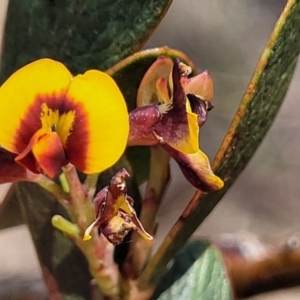 Daviesia mimosoides subsp. mimosoides at Bibbenluke Common - 9 Dec 2023