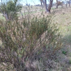 Daviesia mimosoides subsp. mimosoides at Bibbenluke Common - 9 Dec 2023 11:04 AM