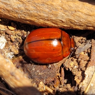 Paropsisterna rufobrunnea at Bibbenluke Cemetery - 9 Dec 2023 by trevorpreston