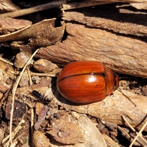 Paropsisterna rufobrunnea at Bibbenluke Common - 9 Dec 2023 11:02 AM