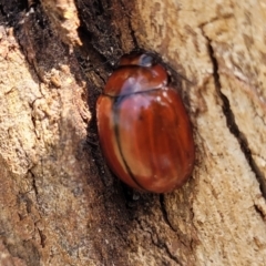 Paropsisterna rufobrunnea at Bibbenluke Common - 9 Dec 2023 11:02 AM