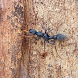 Myrmecia sp., pilosula-group at Bibbenluke Common - 9 Dec 2023