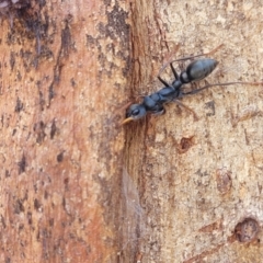 Myrmecia sp., pilosula-group at Bibbenluke Common - 9 Dec 2023